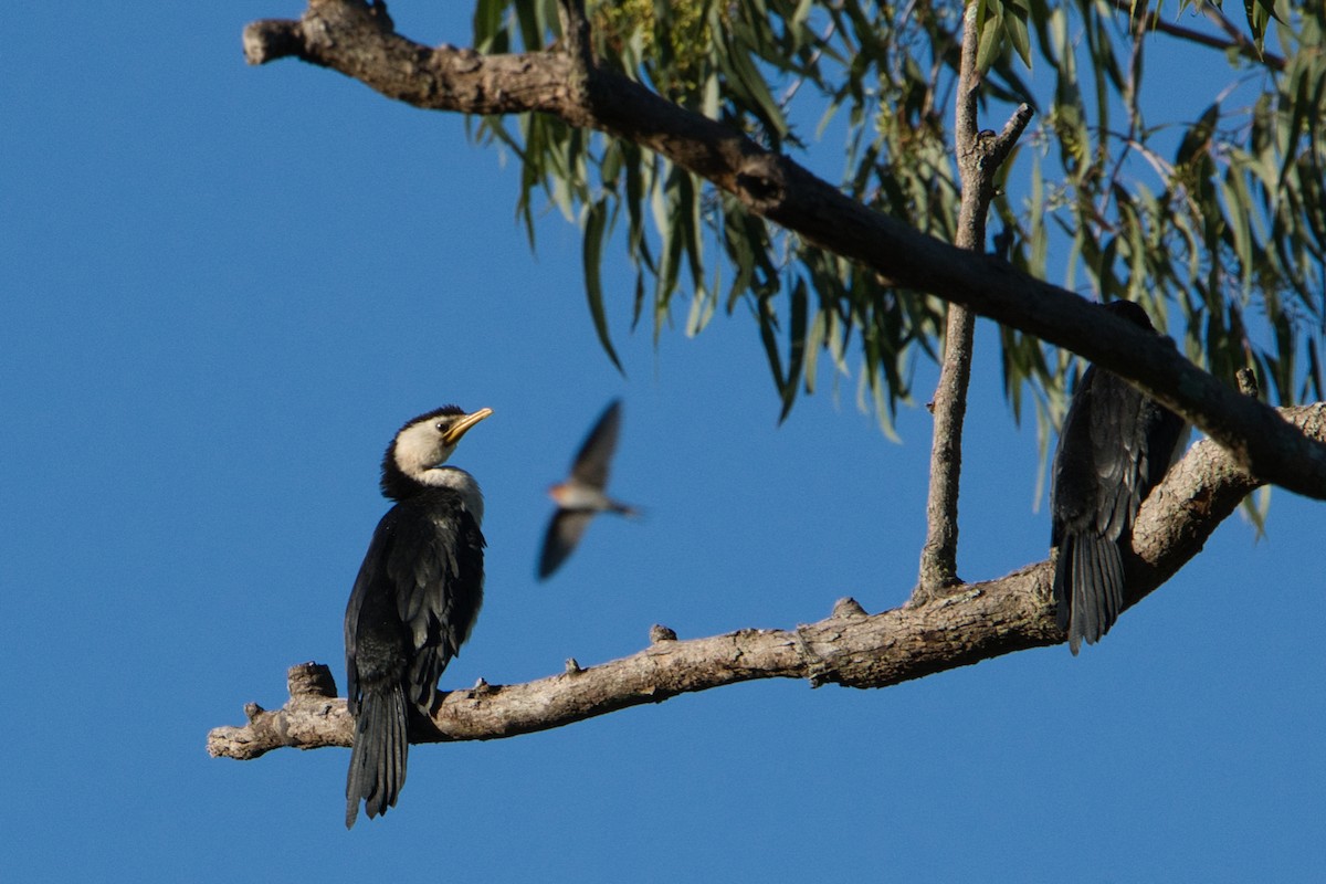 Little Pied Cormorant - ML618255000