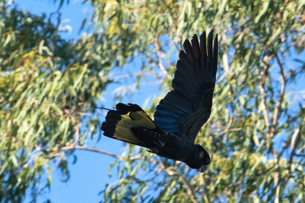 Yellow-tailed Black-Cockatoo - ML618255001