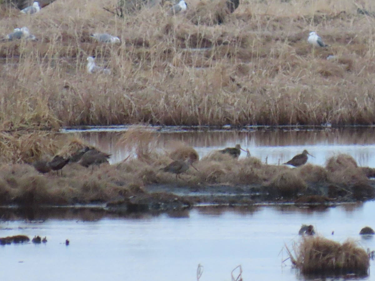 Hudsonian Godwit - Laura Burke