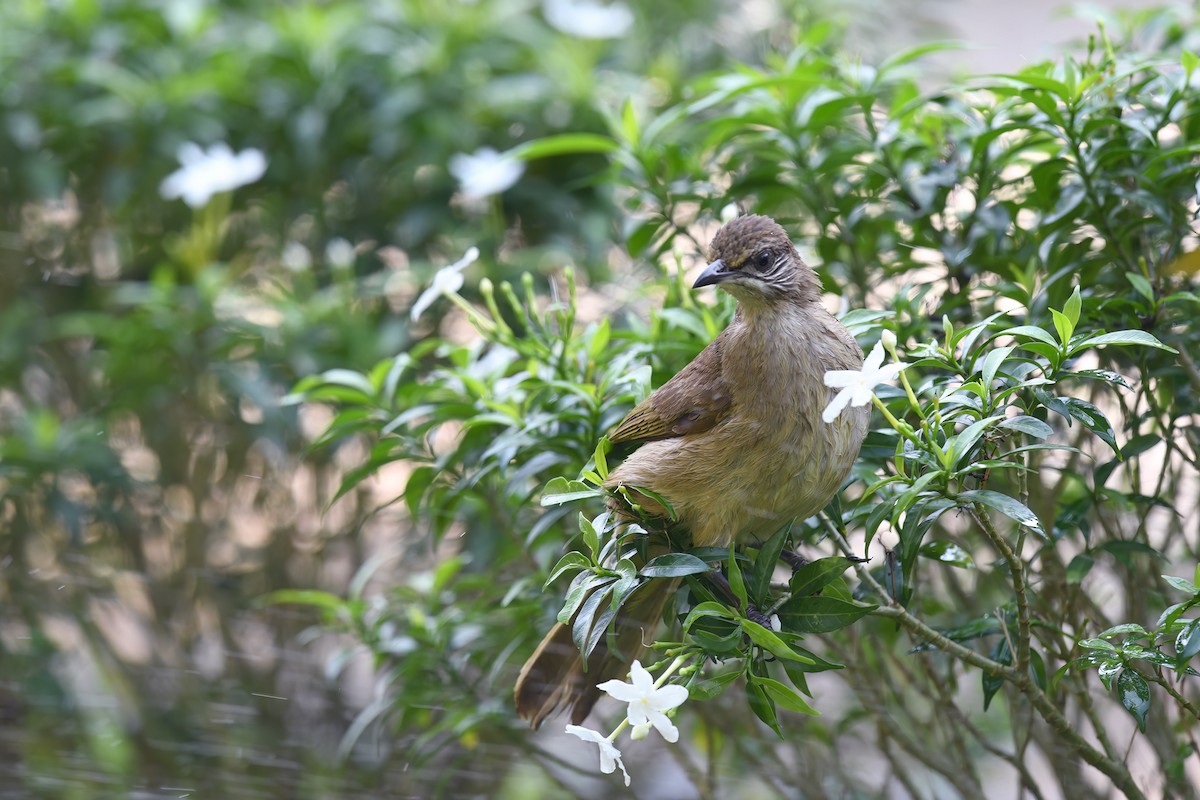 Streak-eared Bulbul - Nathan  Ruser