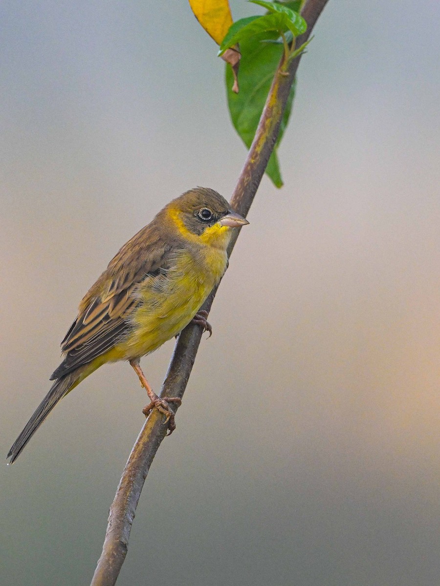 Black-headed Bunting - ML618255028