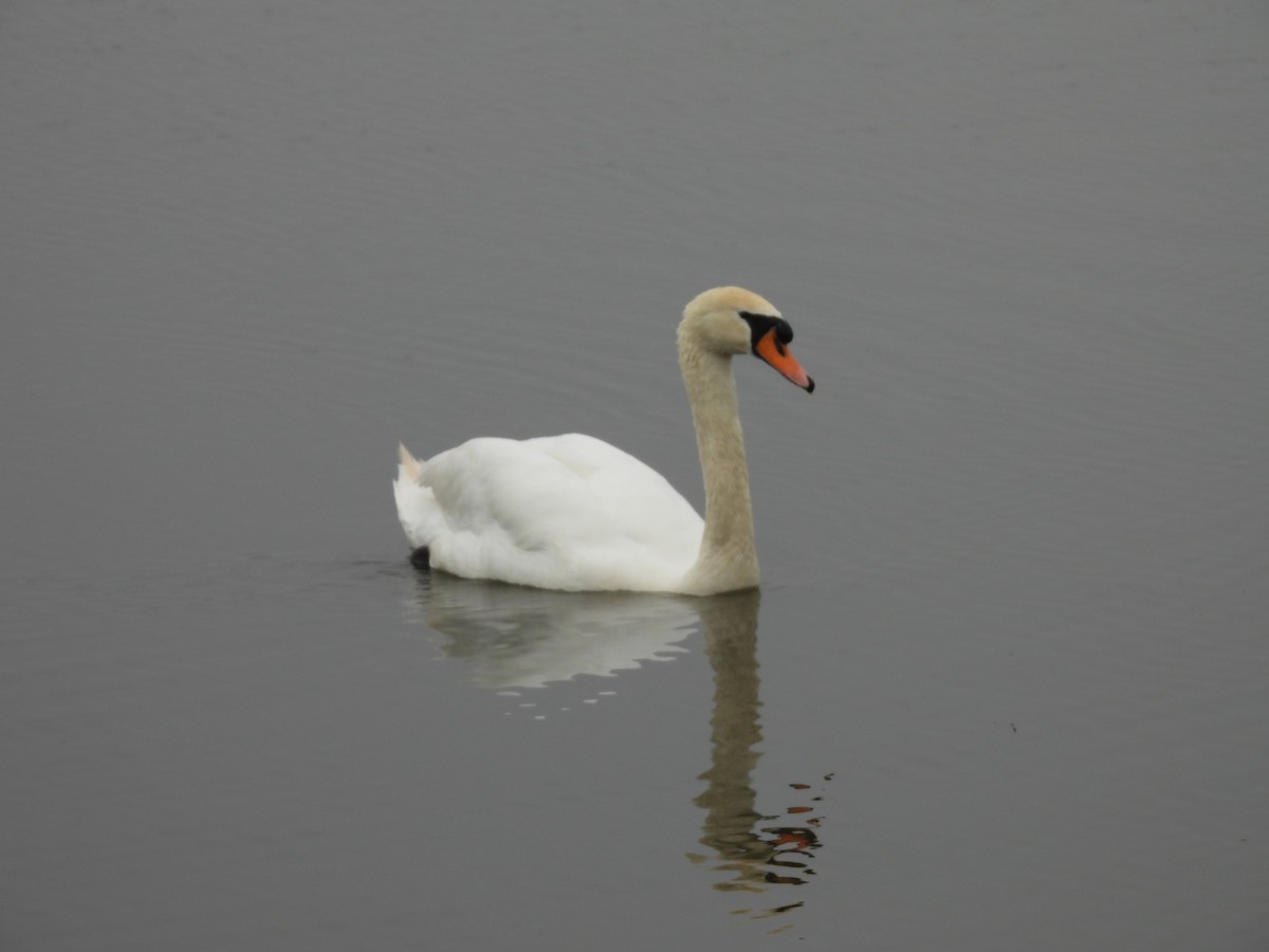 Cygne tuberculé - ML618255030