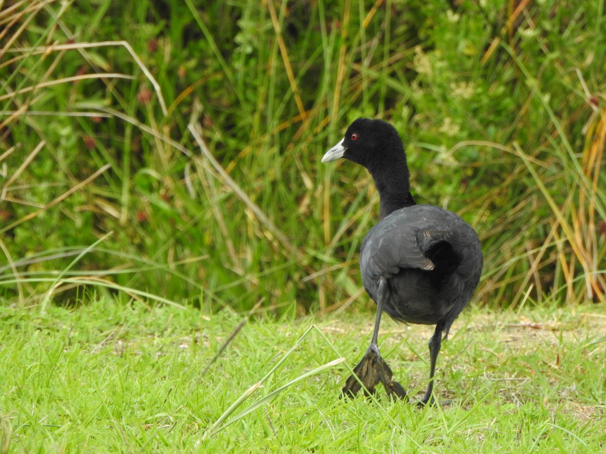 Eurasian Coot - Kerry Vickers