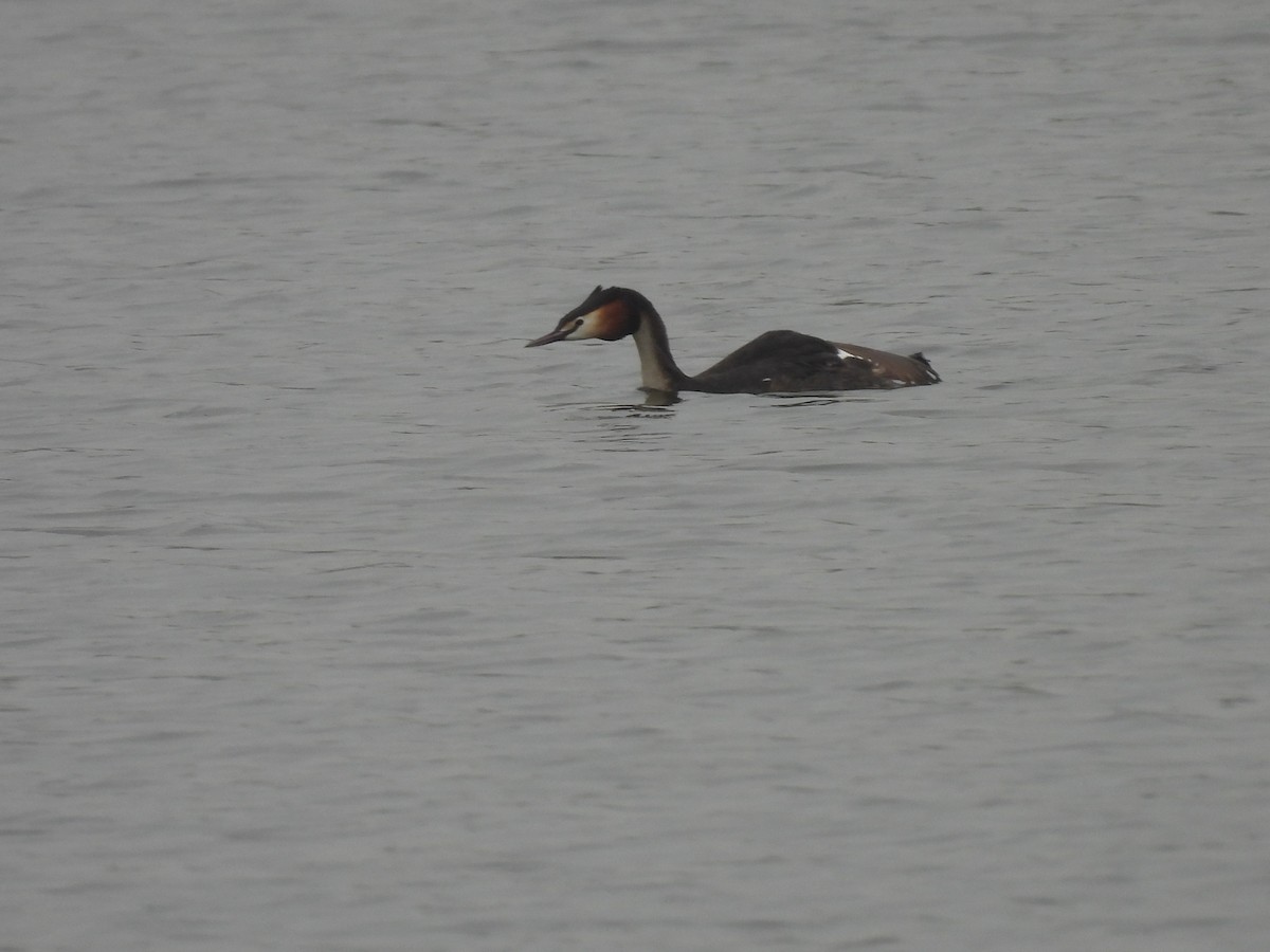 Great Crested Grebe - George Watola