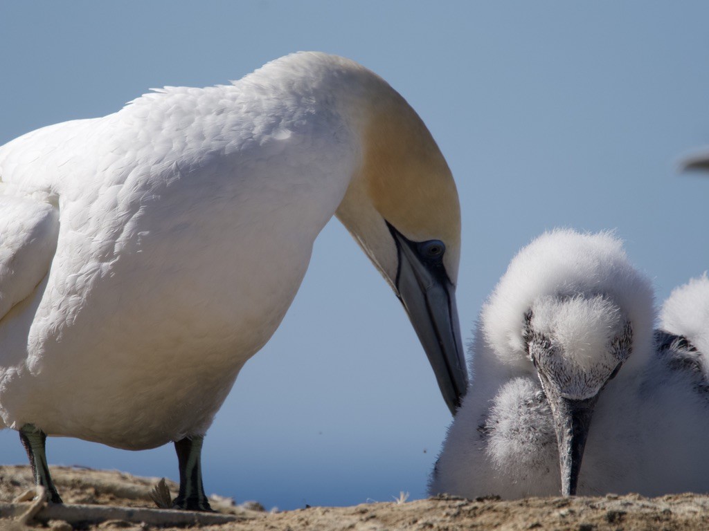 Australasian Gannet - ML618255059