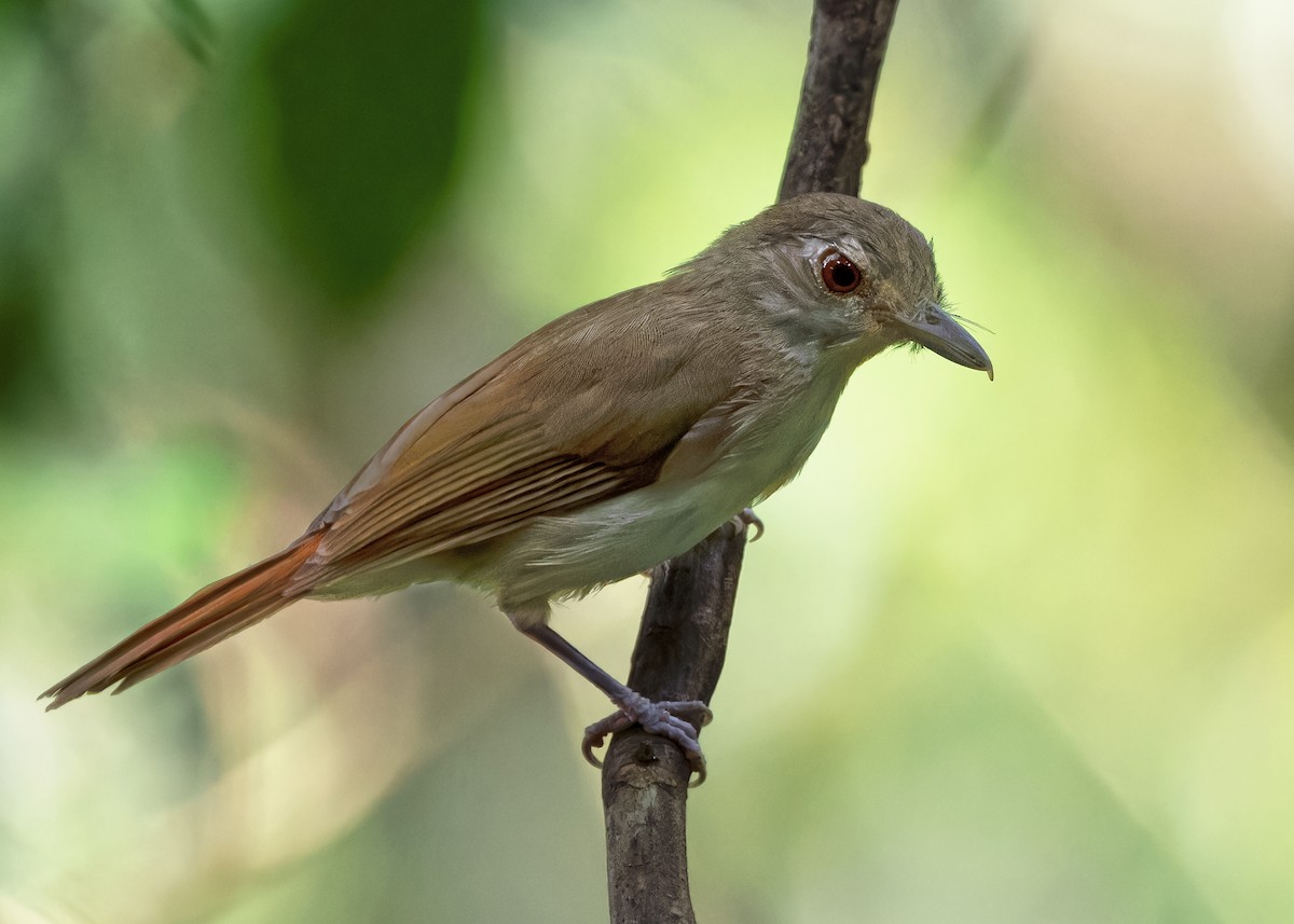 Moustached Babbler - ML618255061