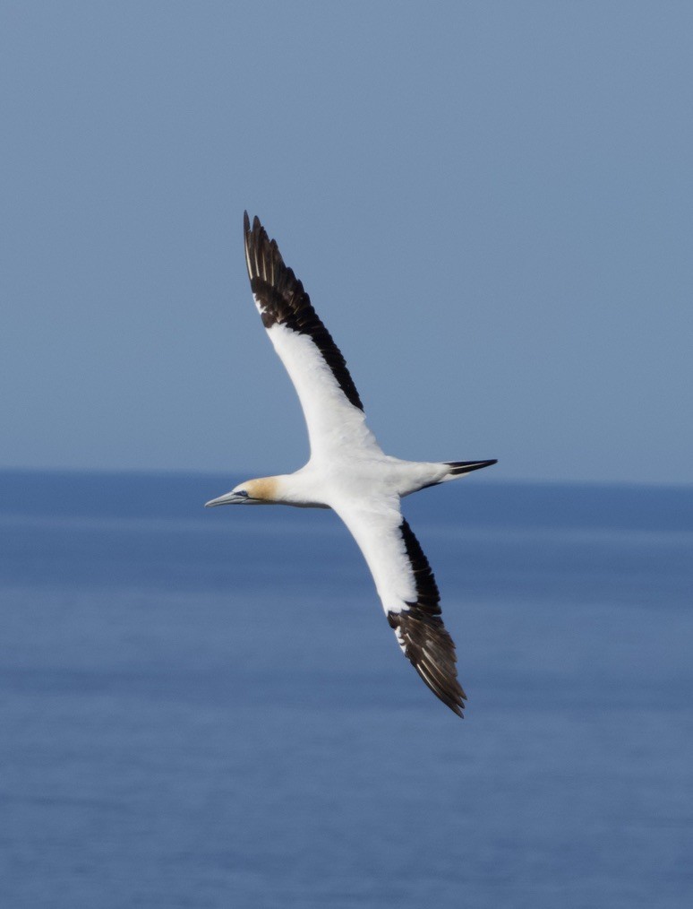 Australasian Gannet - ML618255065