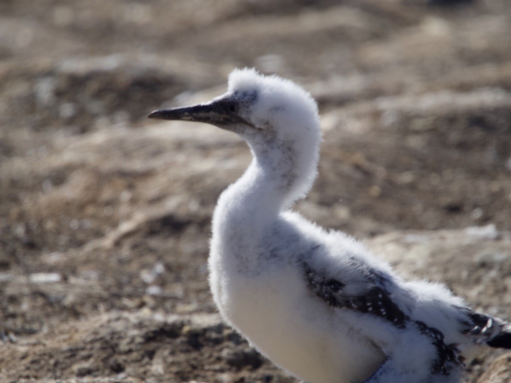 Australasian Gannet - ML618255066