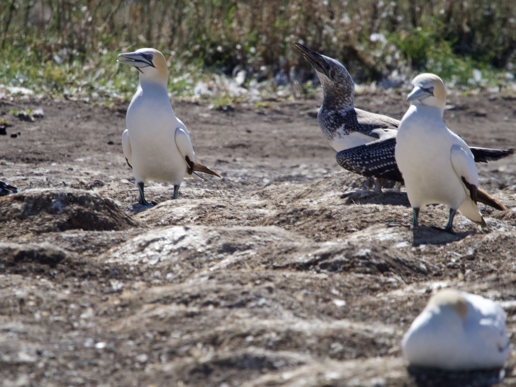 Australasian Gannet - ML618255072