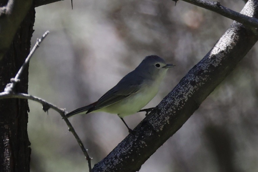 Lucy's Warbler - Andrew William