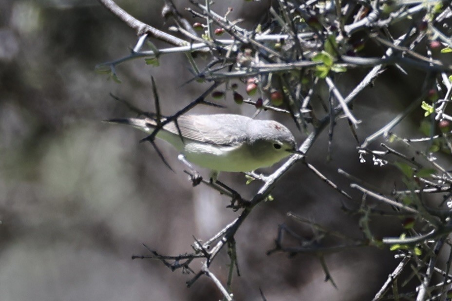 Lucy's Warbler - Andrew William