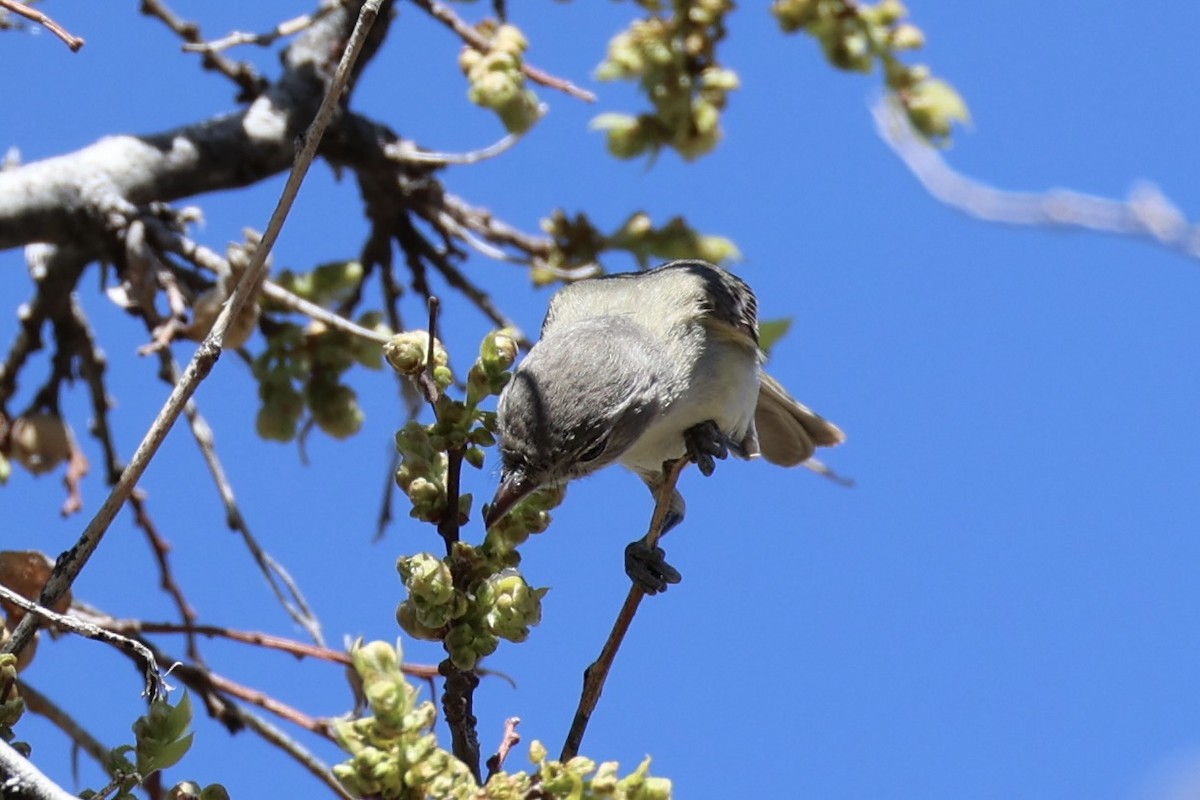 Bell's Vireo - Andrew William