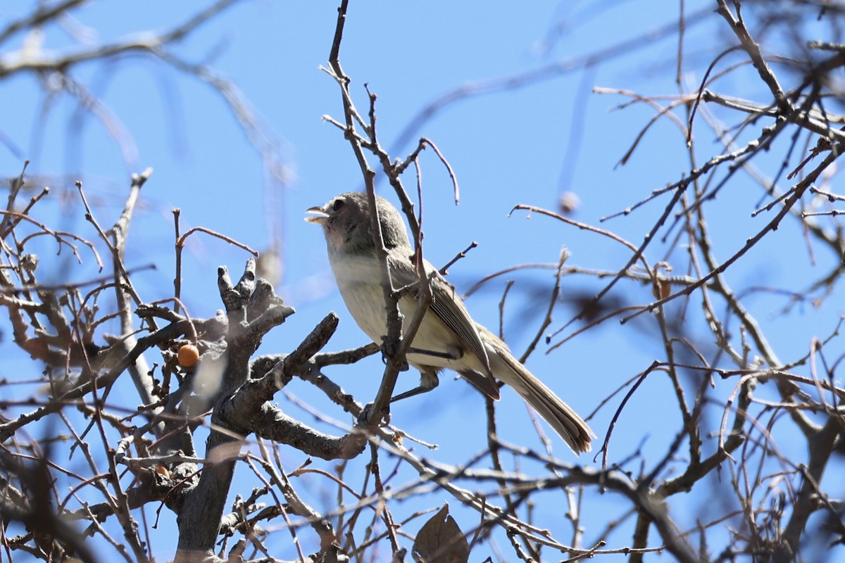 Bell's Vireo - Andrew William