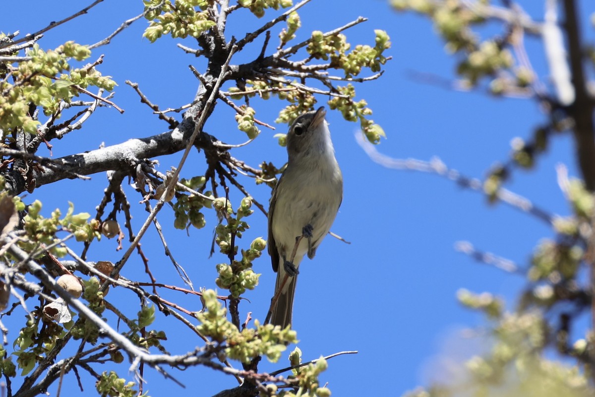 Bell's Vireo - Andrew William