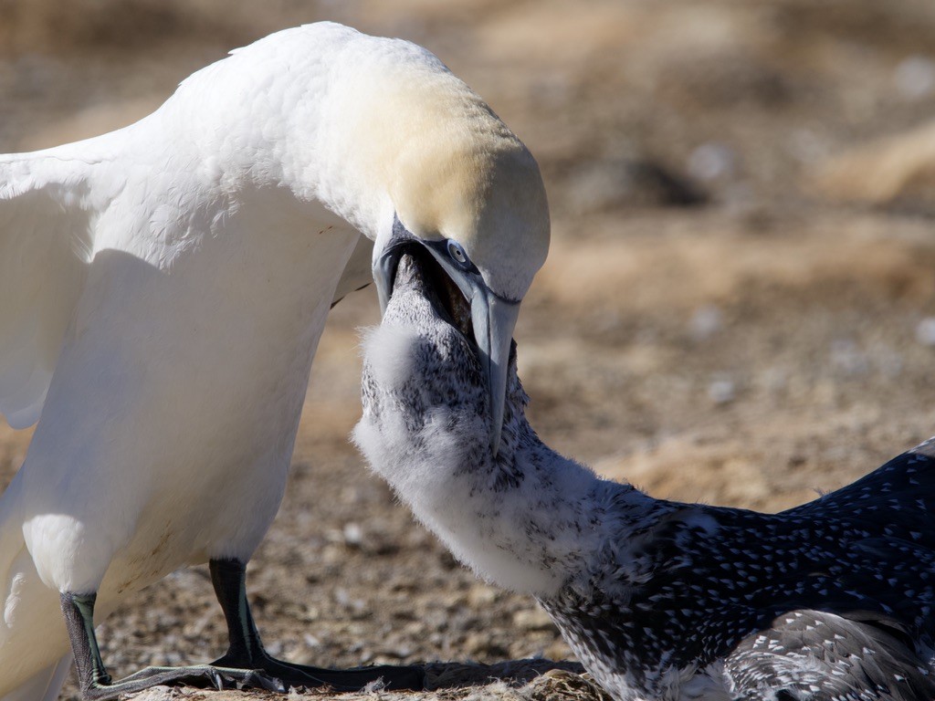 Australasian Gannet - ML618255093