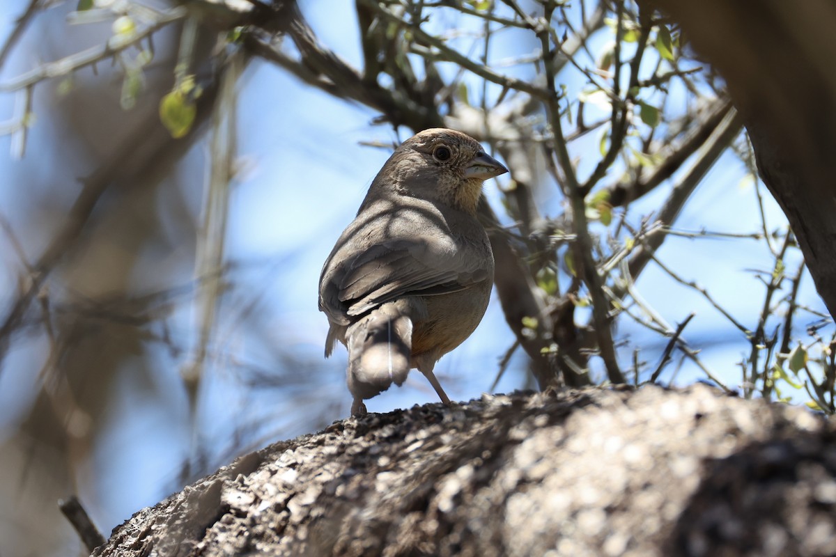 Canyon Towhee - Andrew William