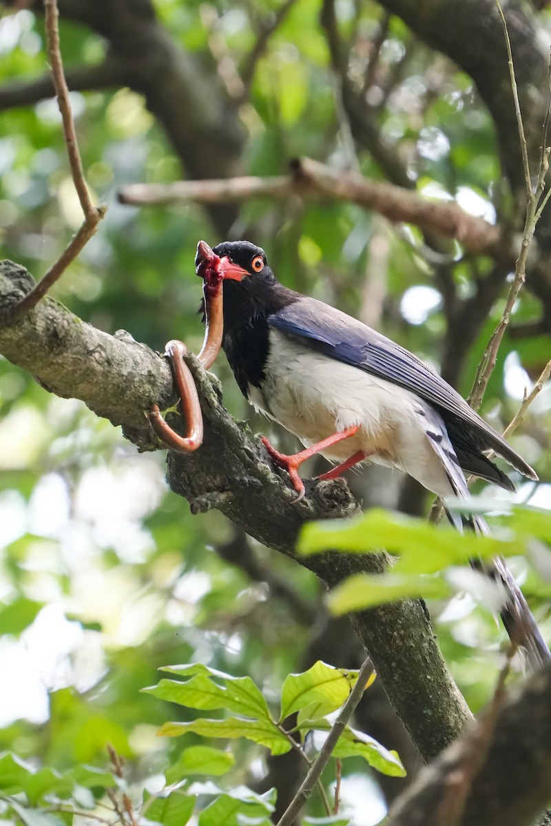 Red-billed Blue-Magpie - ML618255130