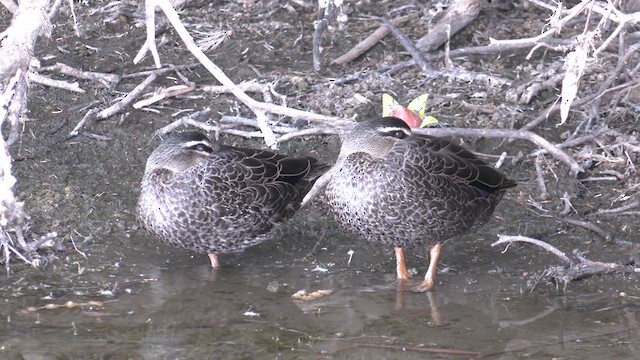 Pacific Black Duck - ML618255162