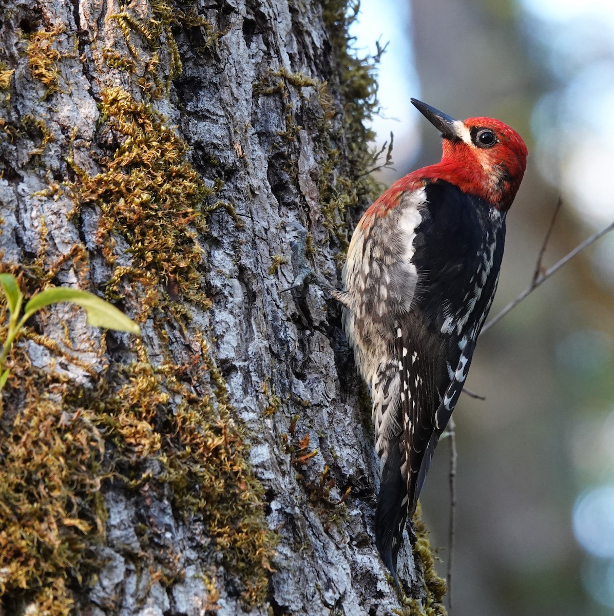 Red-breasted Sapsucker - franci Holtslander