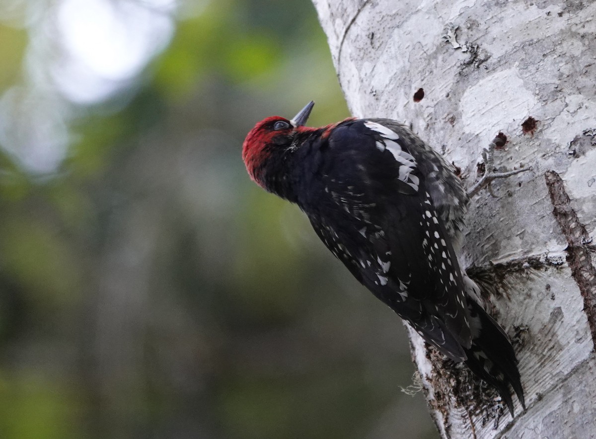 Red-breasted Sapsucker - franci Holtslander