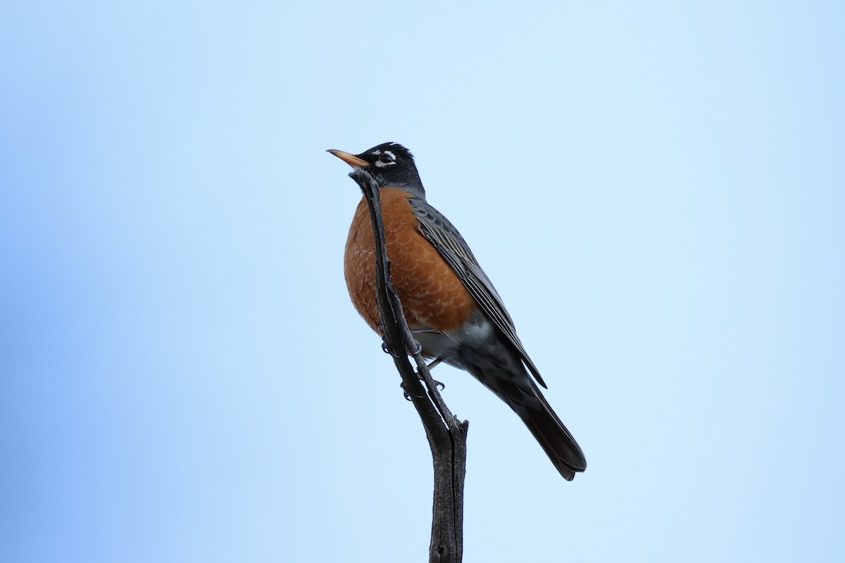 American Robin - ML618255179