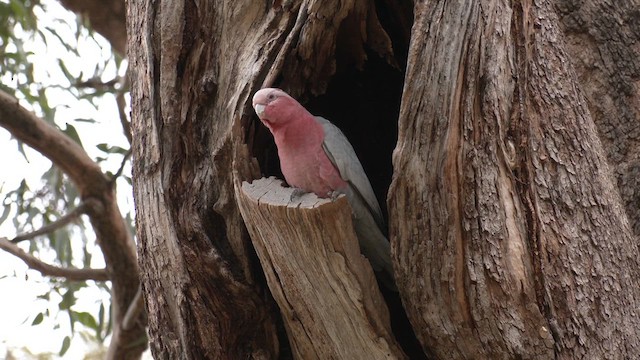 Cacatúa Galah - ML618255180