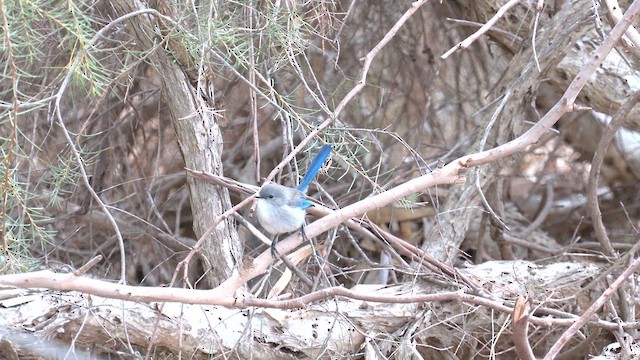 Splendid Fairywren - ML618255195