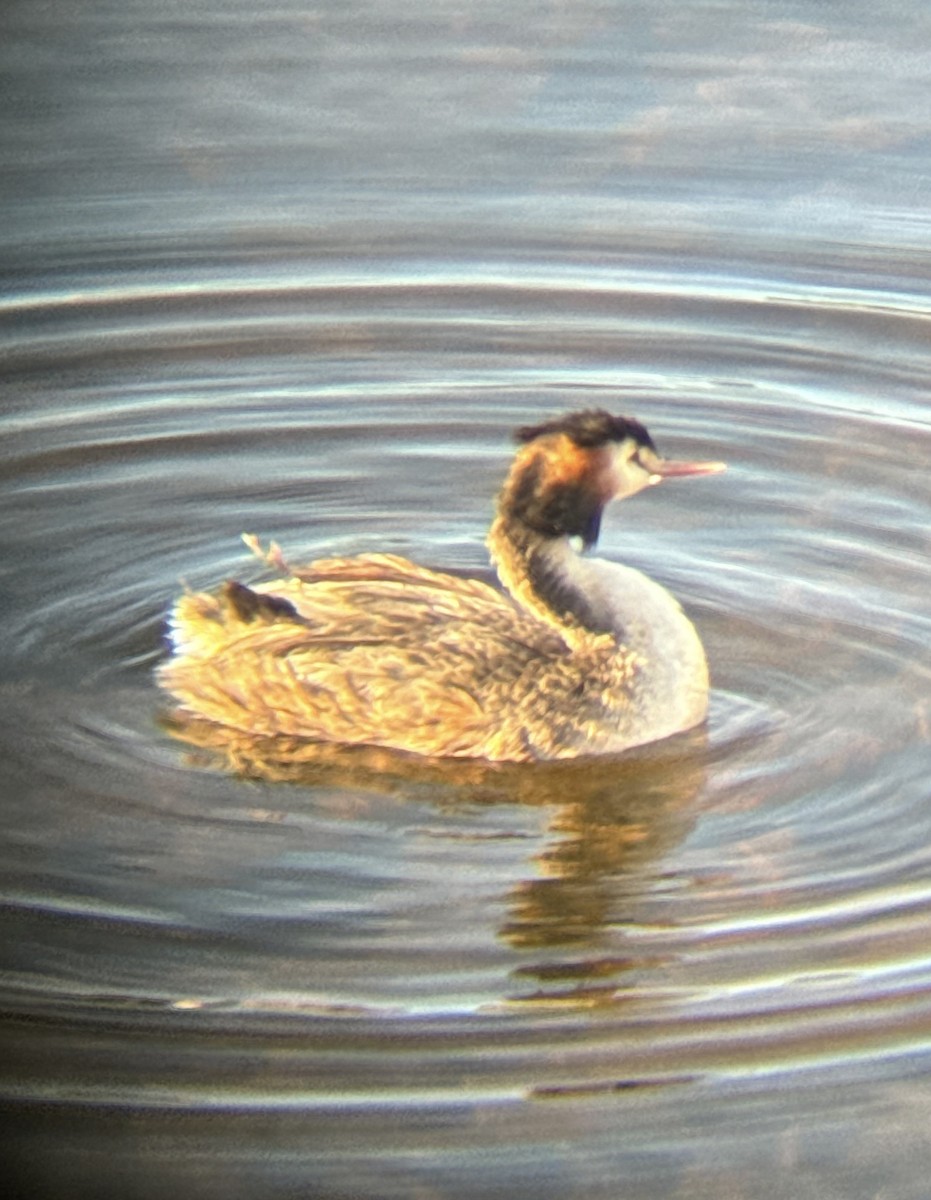 Great Crested Grebe - Aaron Holschbach