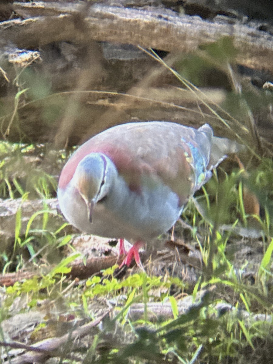 Brush Bronzewing - Aaron Holschbach