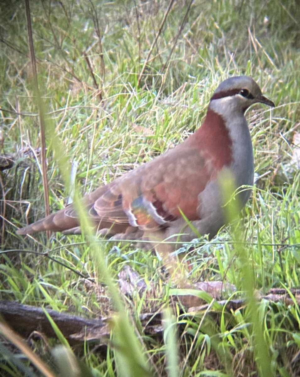 Brush Bronzewing - Aaron Holschbach