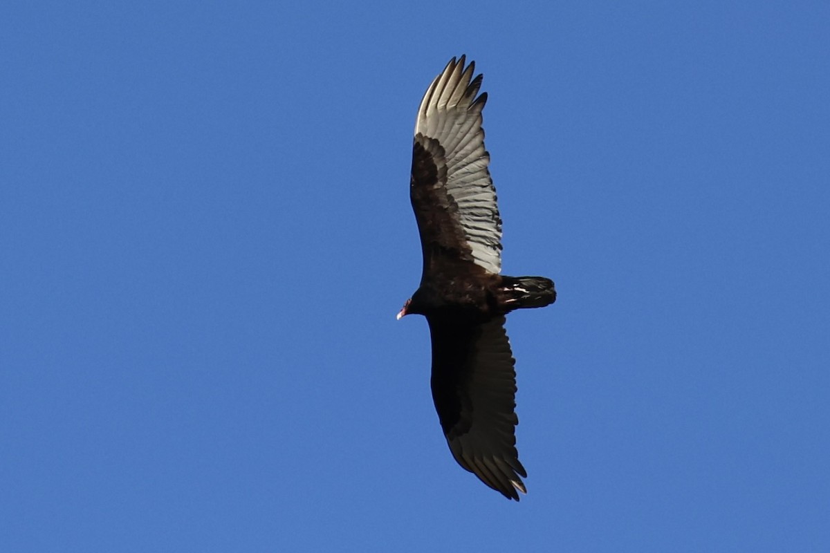 Turkey Vulture - ML618255269