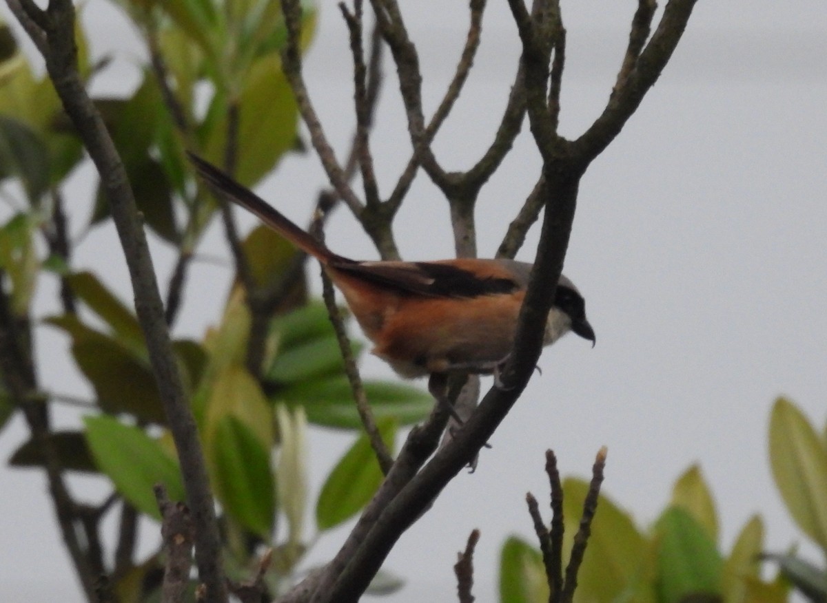 Long-tailed Shrike - hola avis