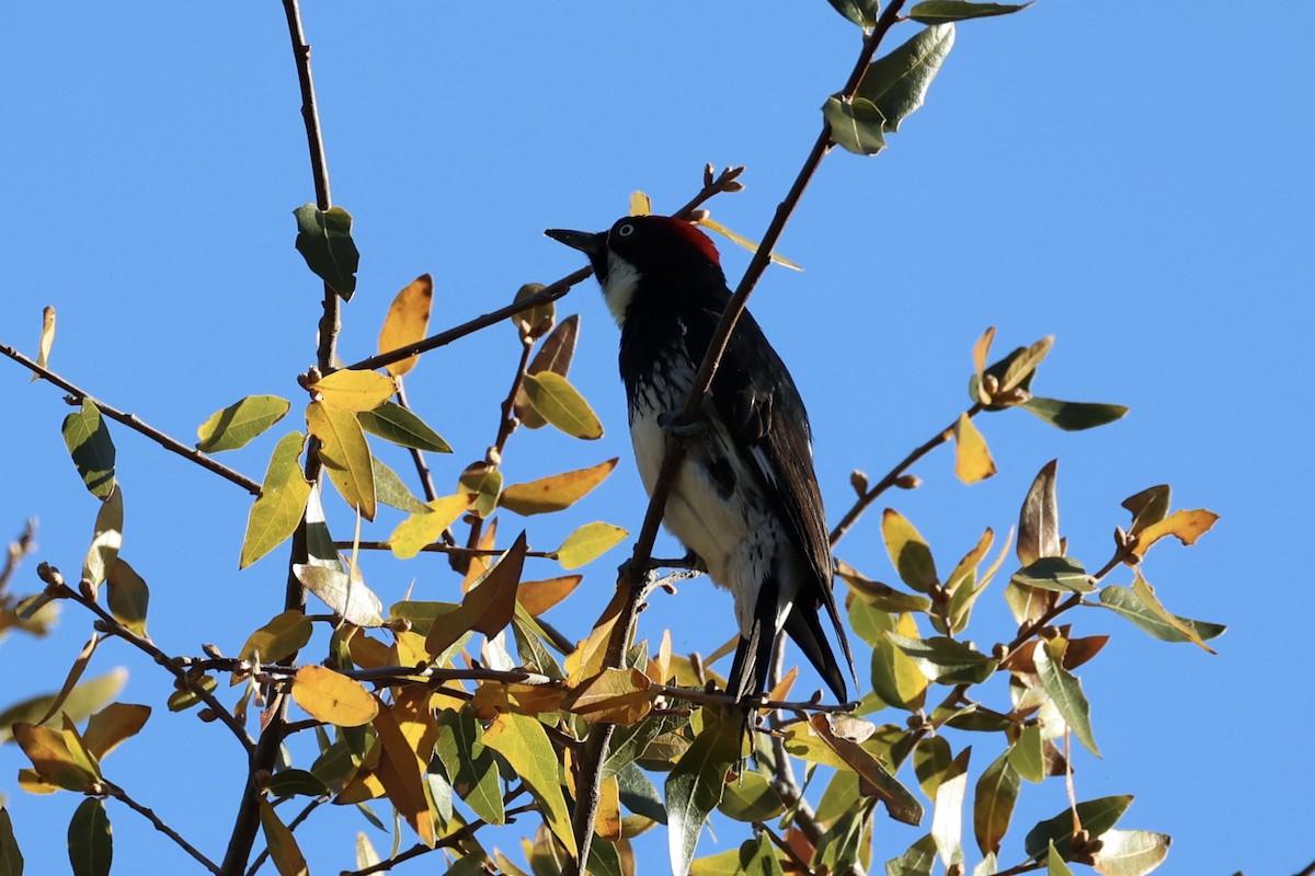 Acorn Woodpecker - Andrew William