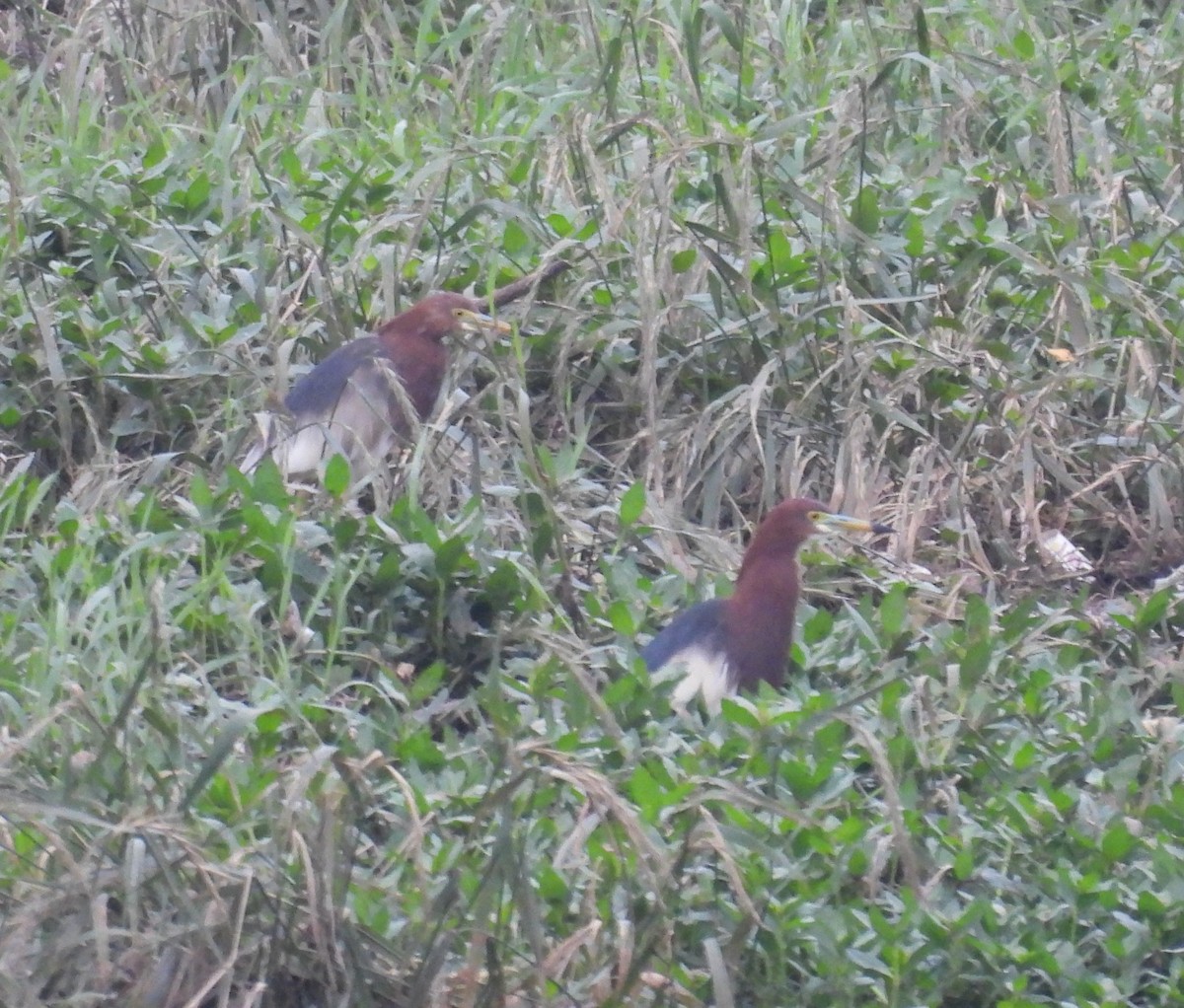 Chinese Pond-Heron - hola avis