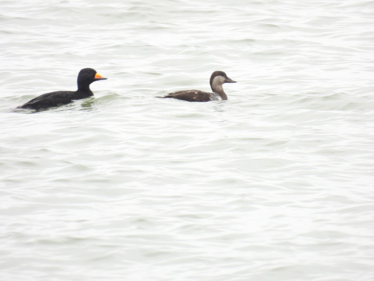 Black Scoter - Lynn Bergmeyer