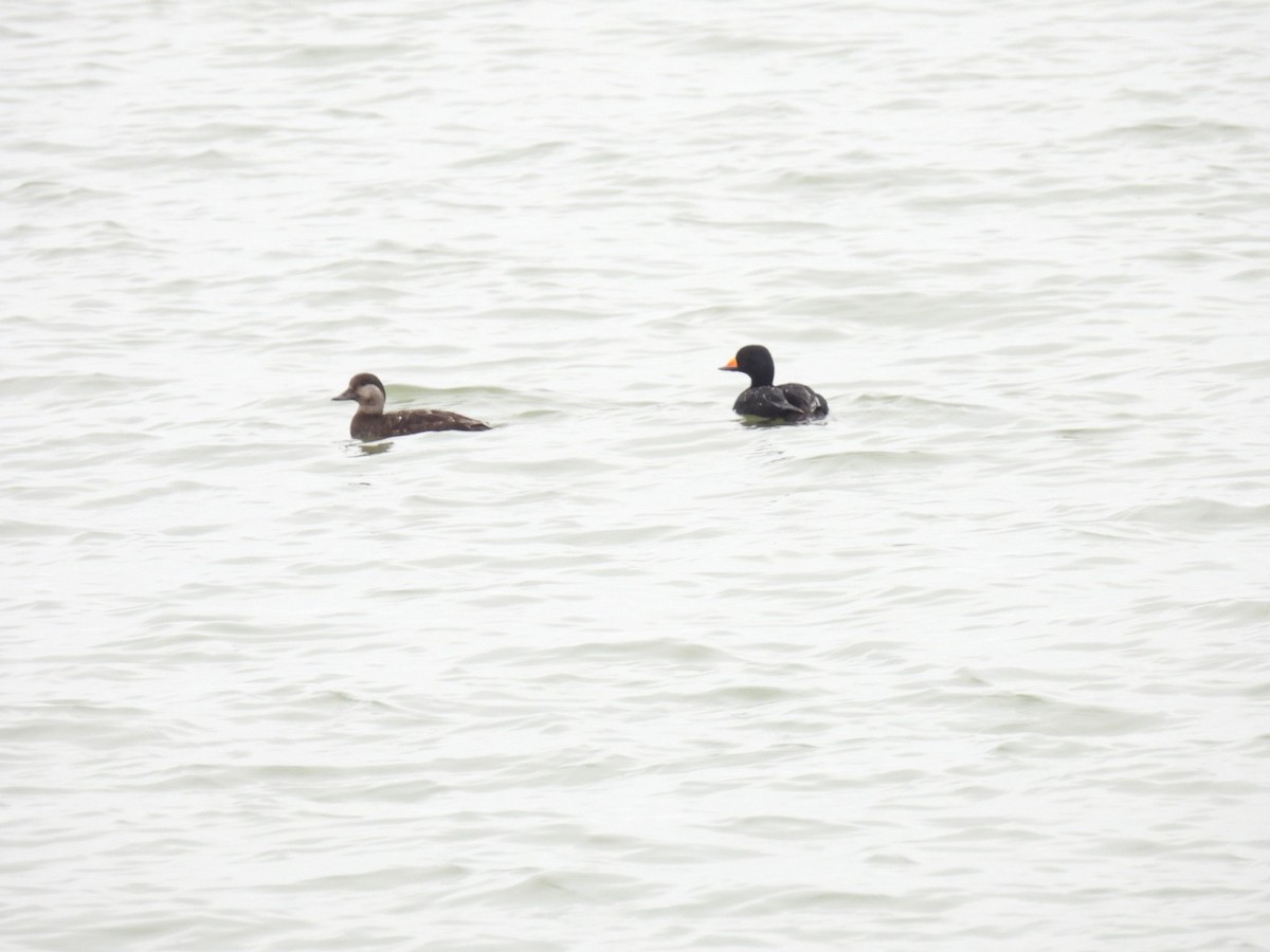 Black Scoter - Lynn Bergmeyer