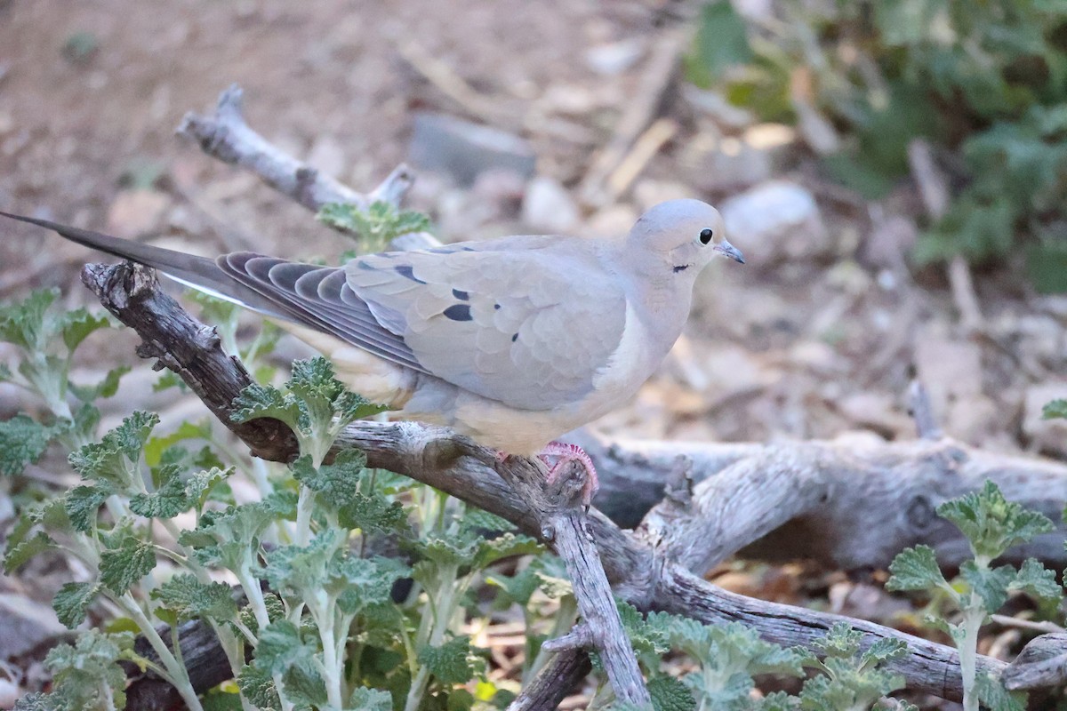 Mourning Dove - Andrew William