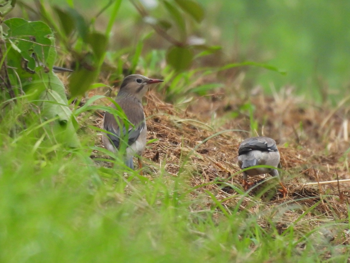 Red-billed Starling - ML618255291