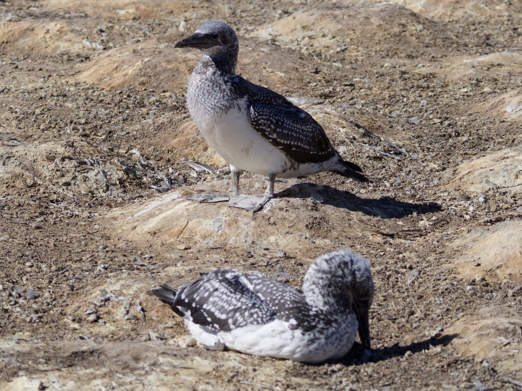 Silver Gull (Red-billed) - ML618255316