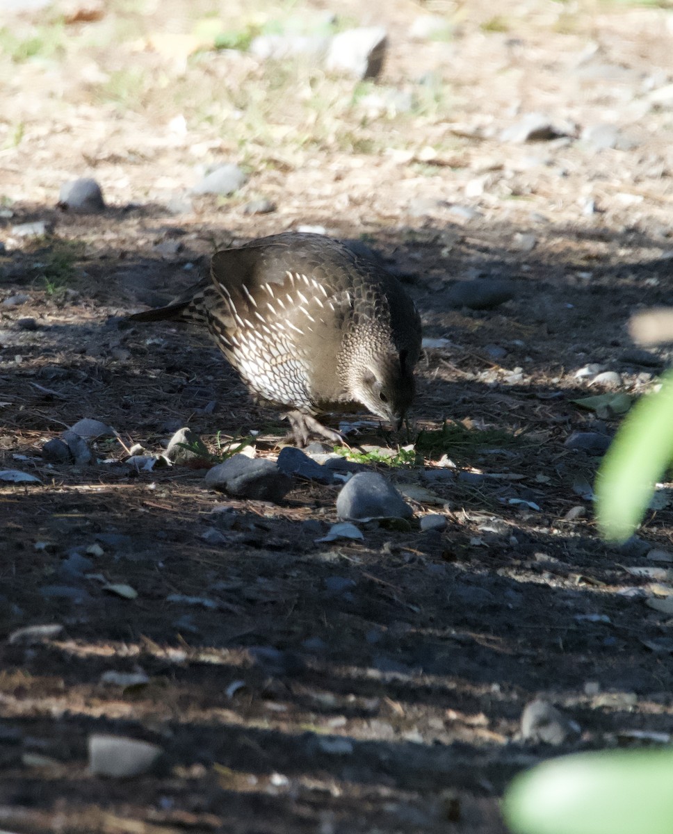 California Quail - ML618255340