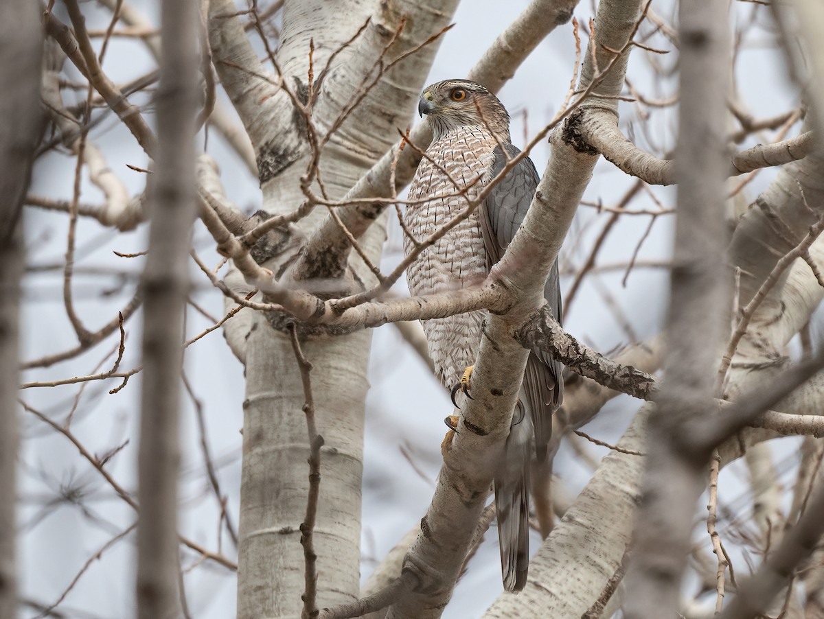 Cooper's Hawk x American Goshawk (hybrid) - Annie Lavoie