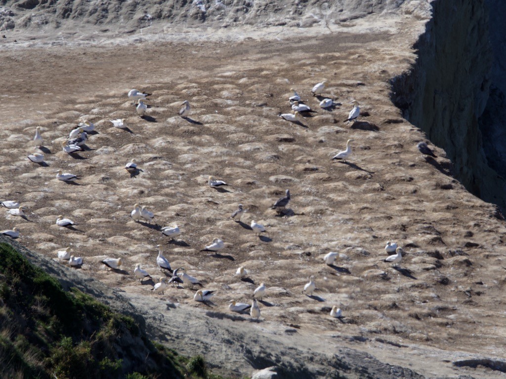 Australasian Gannet - ML618255345