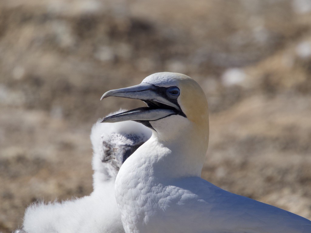 Australasian Gannet - ML618255349