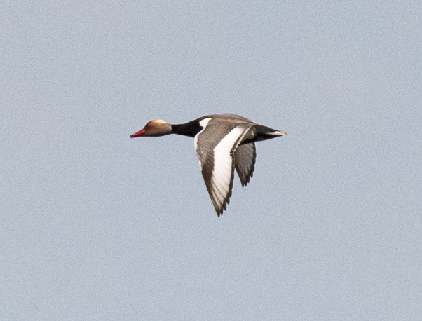 Red-crested Pochard - Lena Gurdina