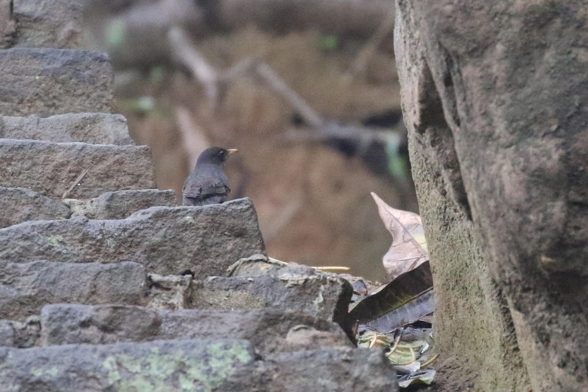 Japanese Thrush - Chih-Wei(David) Lin