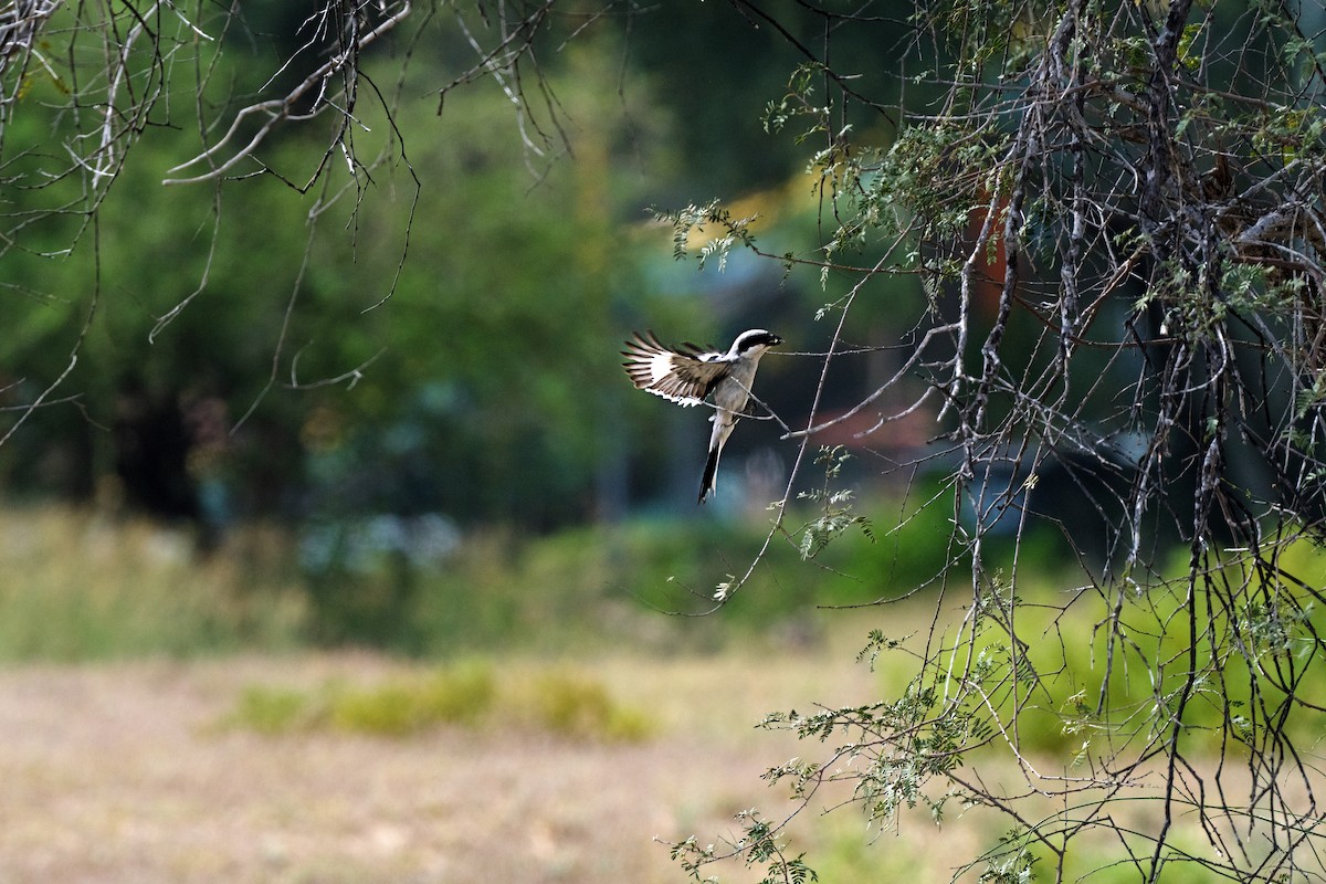 Great Gray Shrike - chandana roy