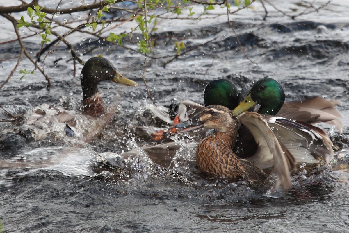 Mallard - Alexander Lees