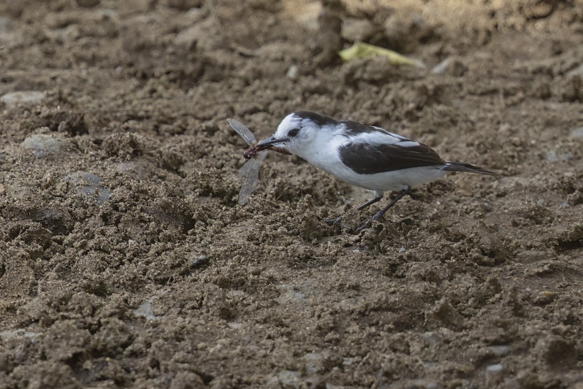 Pied Water-Tyrant - Marco Valentini