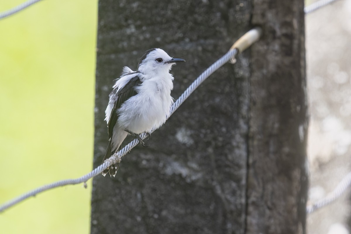 Pied Water-Tyrant - Marco Valentini