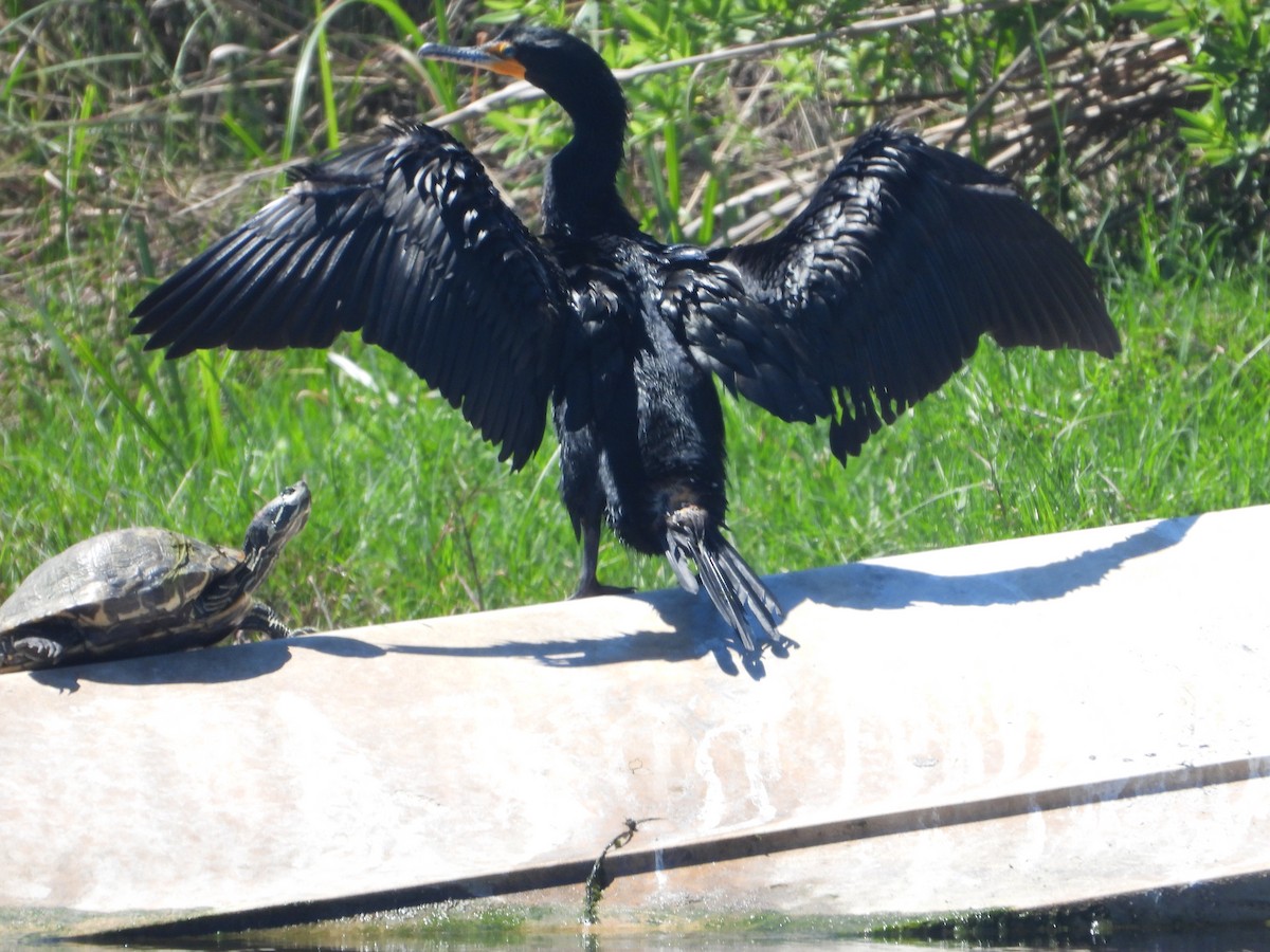 Double-crested Cormorant - Rodney Macready